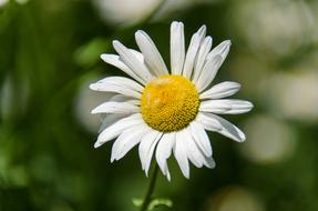Daisy Flower White yellow