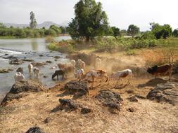 Nile Cows Livestock