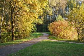 Park Tree Autumn