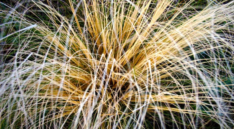 Grass Macro Yellow