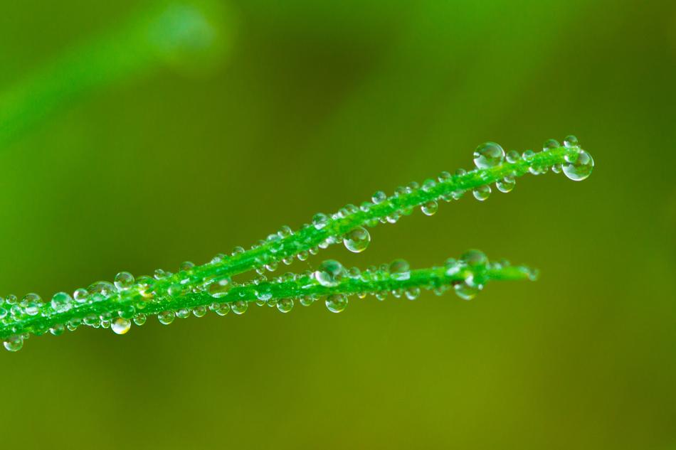 Beaded Water Drip