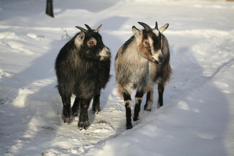Dwargget African Goat