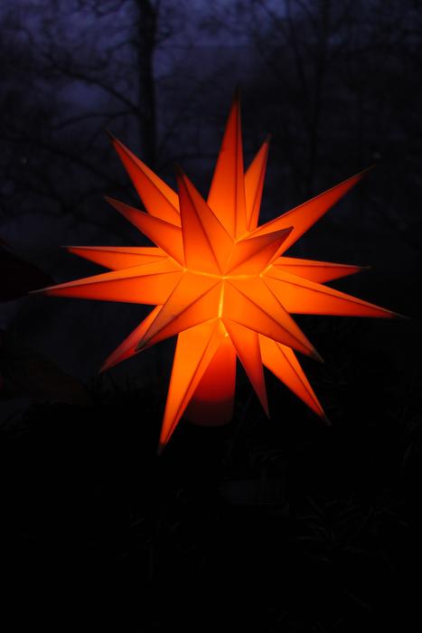Poinsettia Dark Orange