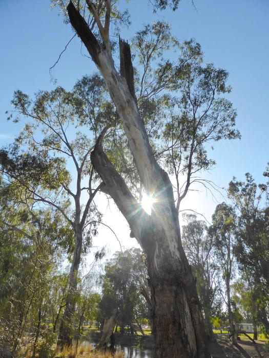 Trunk at Ray Sunbeam