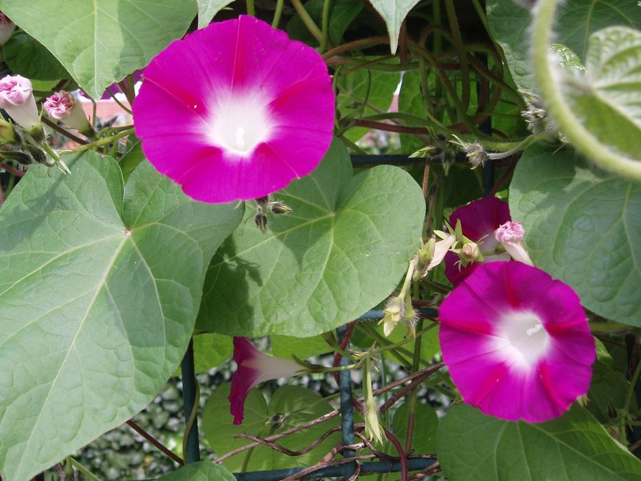 Morning Glory Blossom