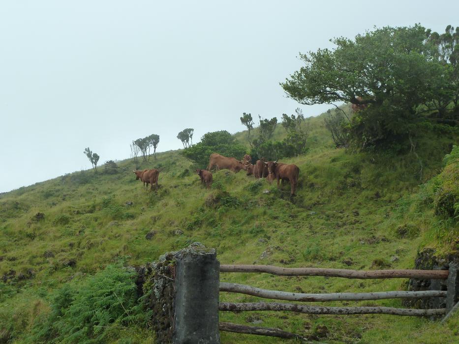 brown Cows on Pasture on green hill side