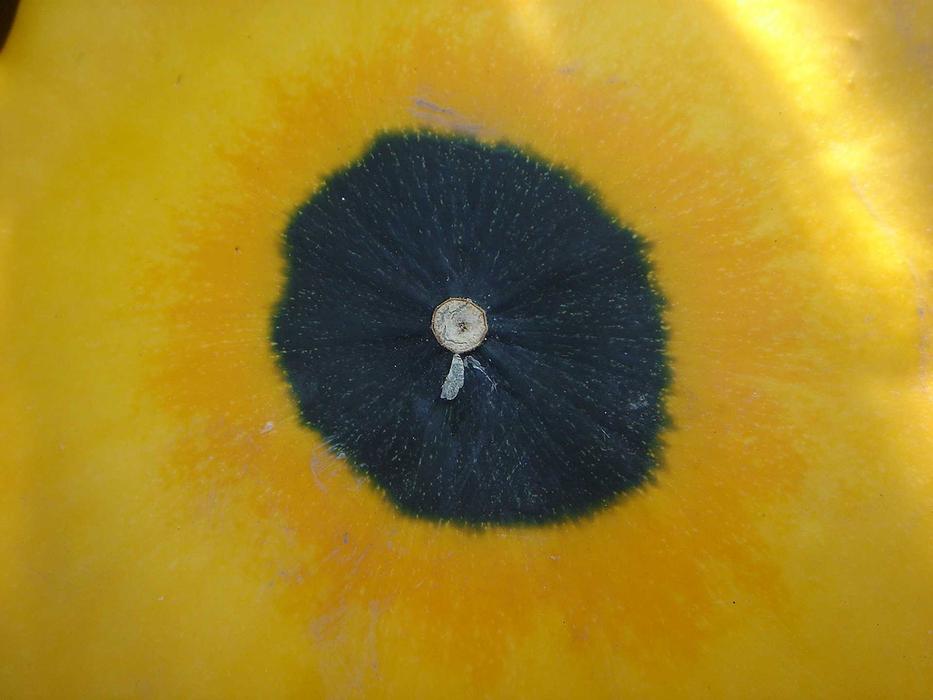 Pumpkin Detail Circle
