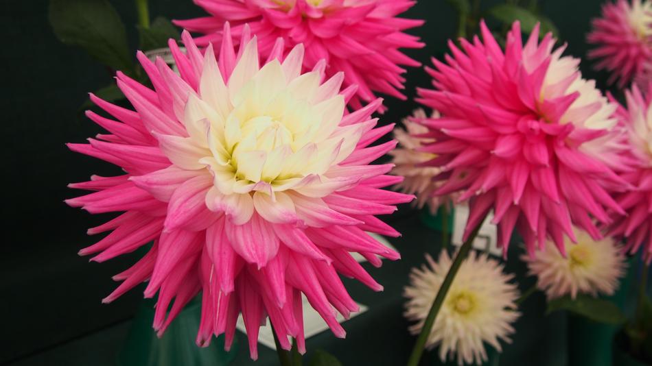 Beautiful, purple, white and yellow dahlias, in the Wisley Gardens
