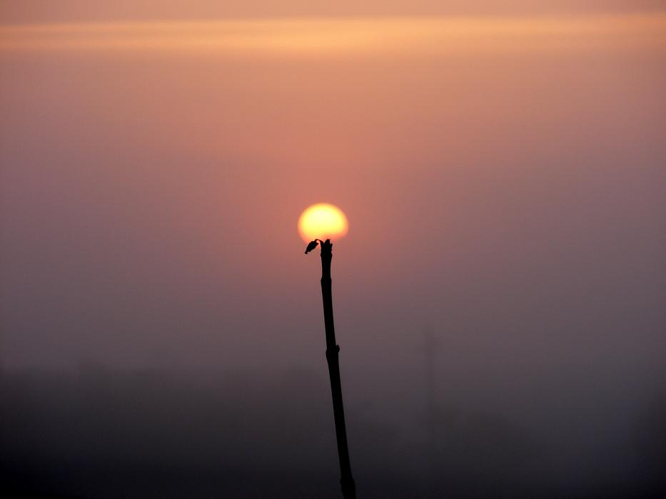 Beautiful flower with the colorful Sun, in the sky with the haze