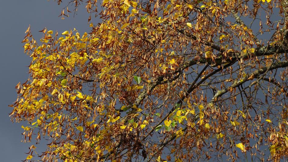 Autumn Mood Linde