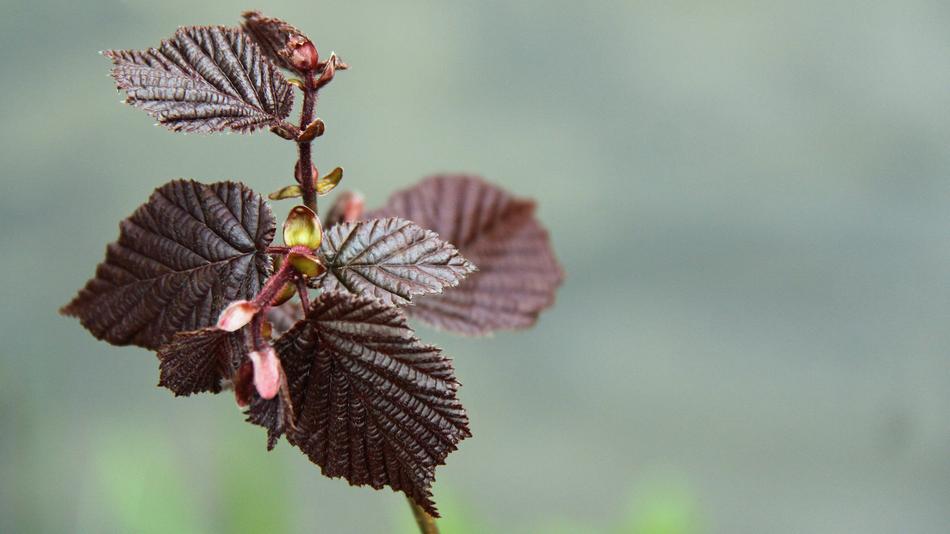 Leaf Branch Hazelnut