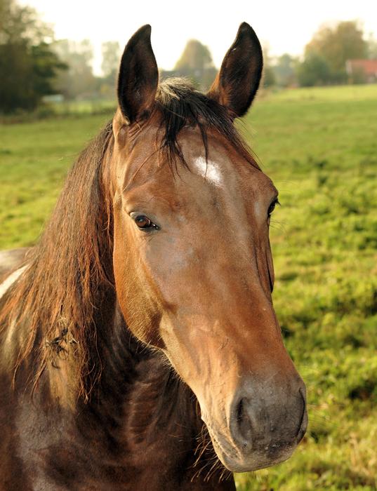 Horse Saddle Mane