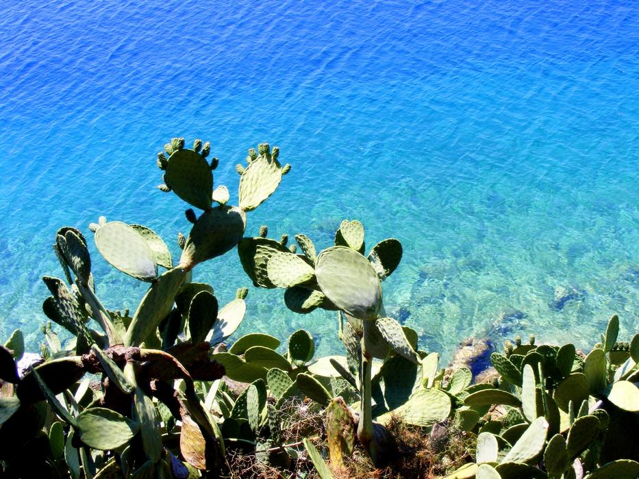 Cactus Water Great
