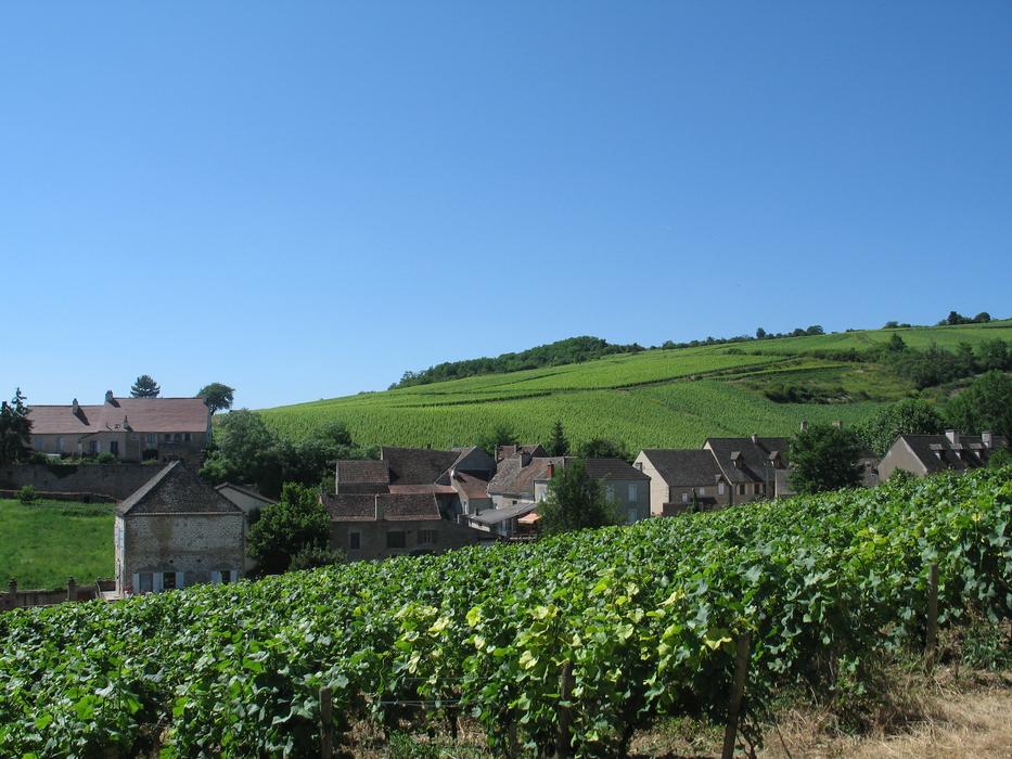 Burgundy Vine Hill