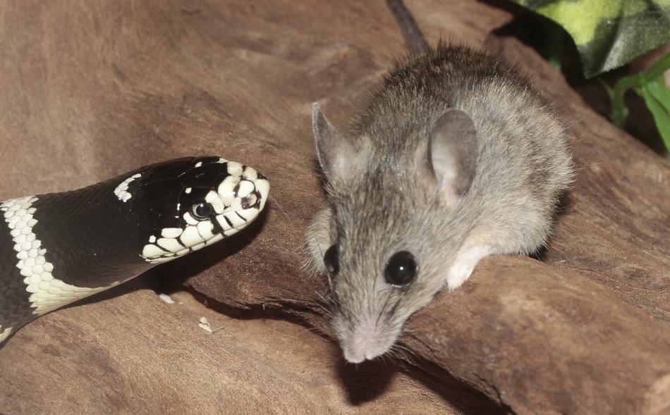 mouse and snake