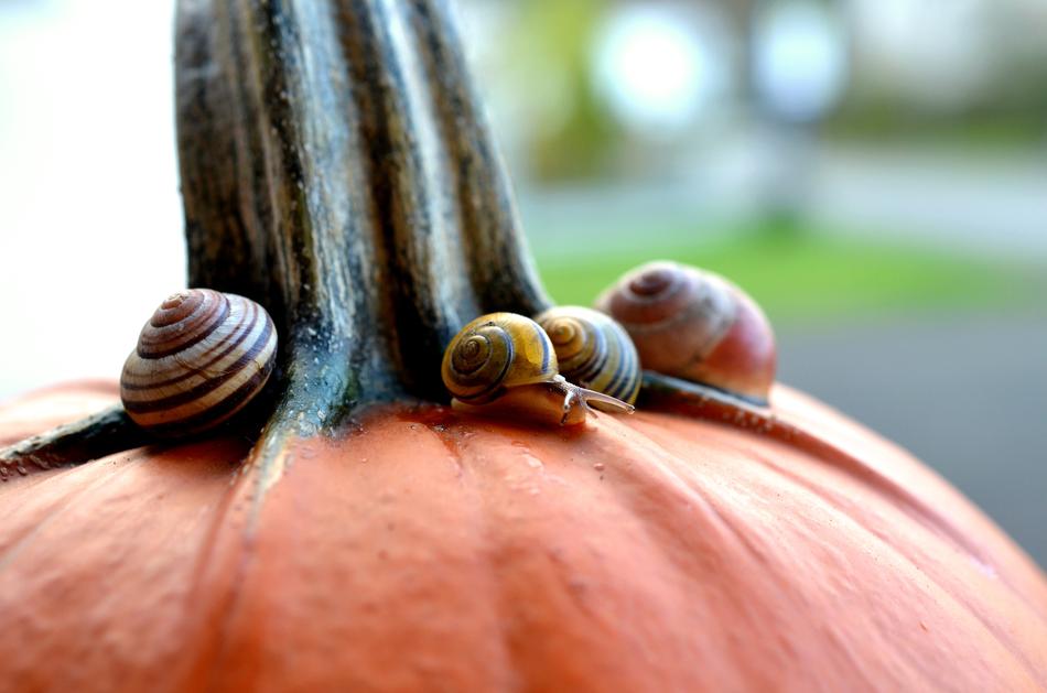 Cepaea Snails Pumpkin