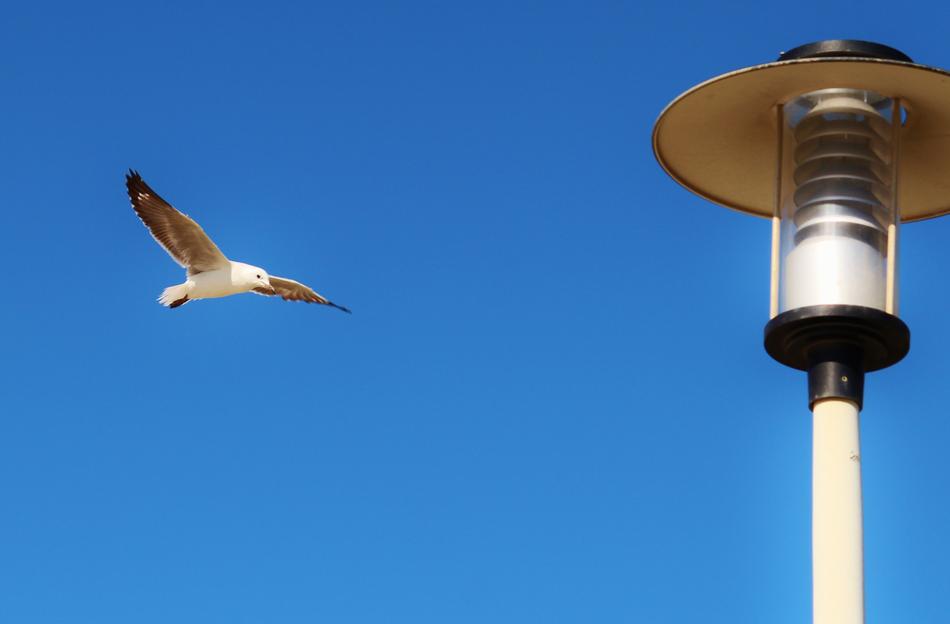 Gull Flying Lantern