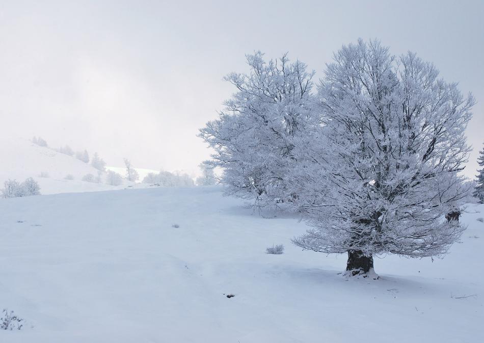 Tree Snowy Winter