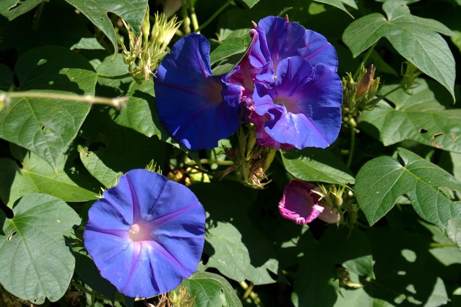 Ipomoea Purpurea, creeper with blue flowers