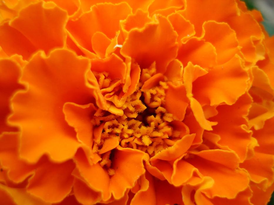 Close-up of the beautiful, orange, gradient marigold flower in light