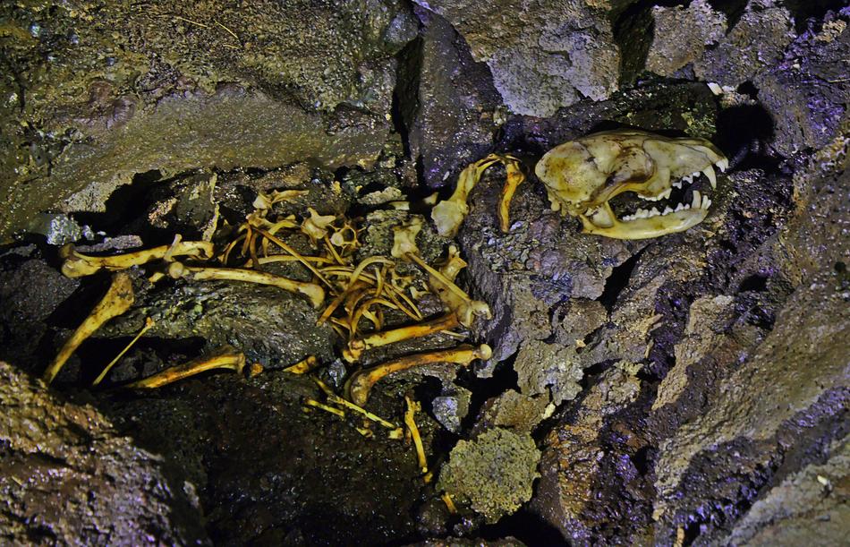 Skeleton Fox Skull