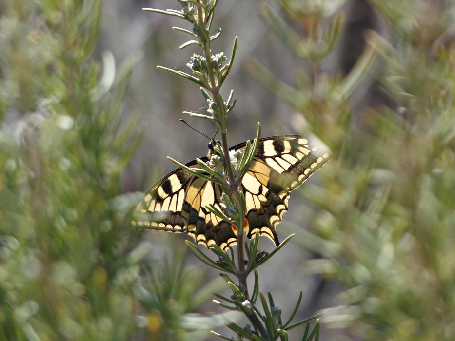 Butterfly Field