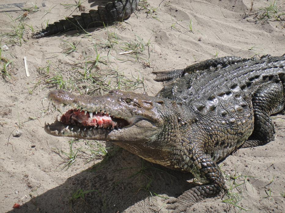 Feeding Cayman Chiapas