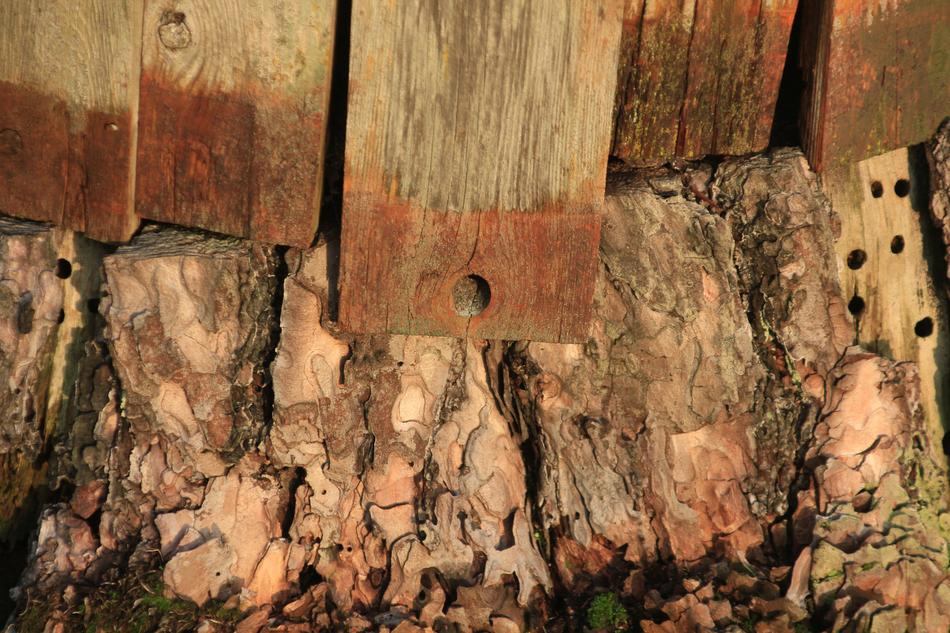 Wood Boards Stump