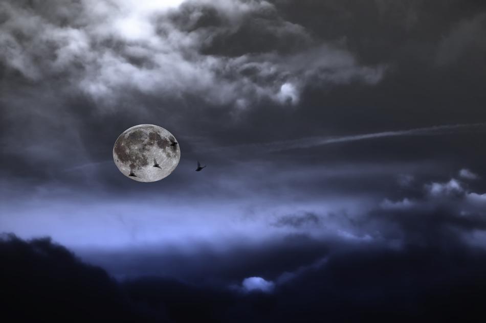 Full Moon Night Pipisterelli