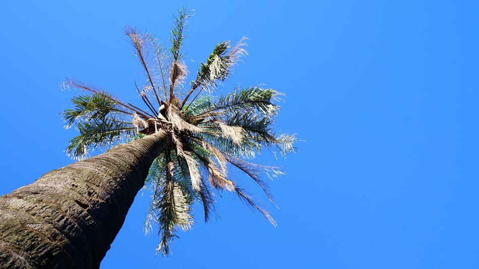 Coconut Tree Sky