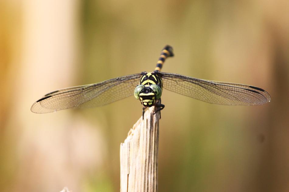Tiger Dragonfly insect