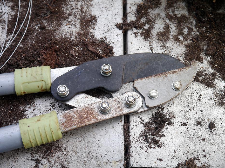 Secateurs Tool Gardening