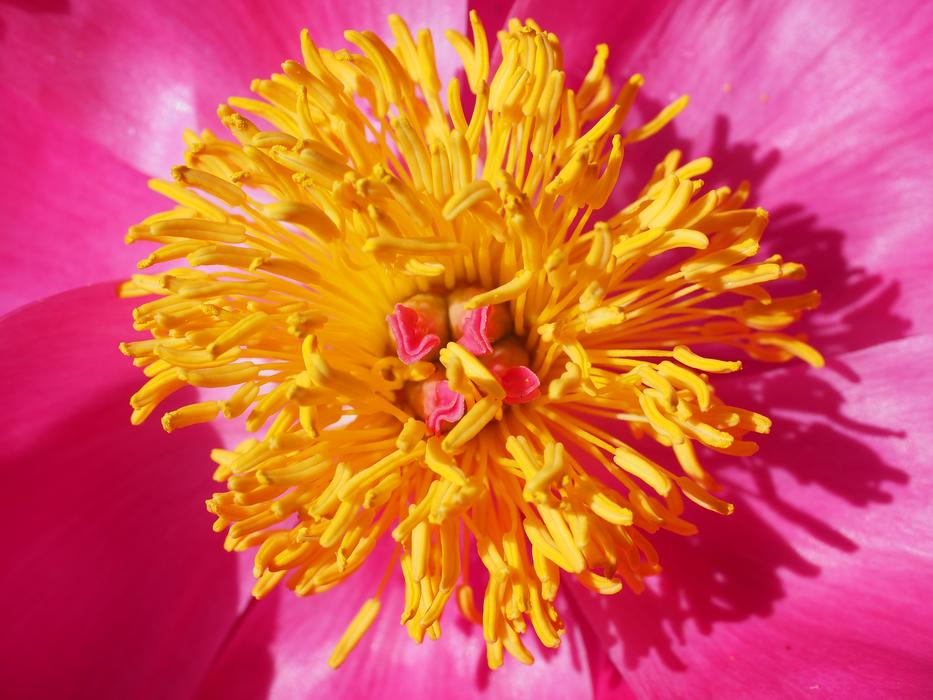 Peony Blossom macro