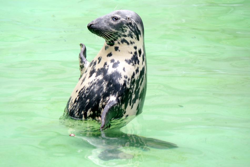 Baltic Ringed Seal Print
