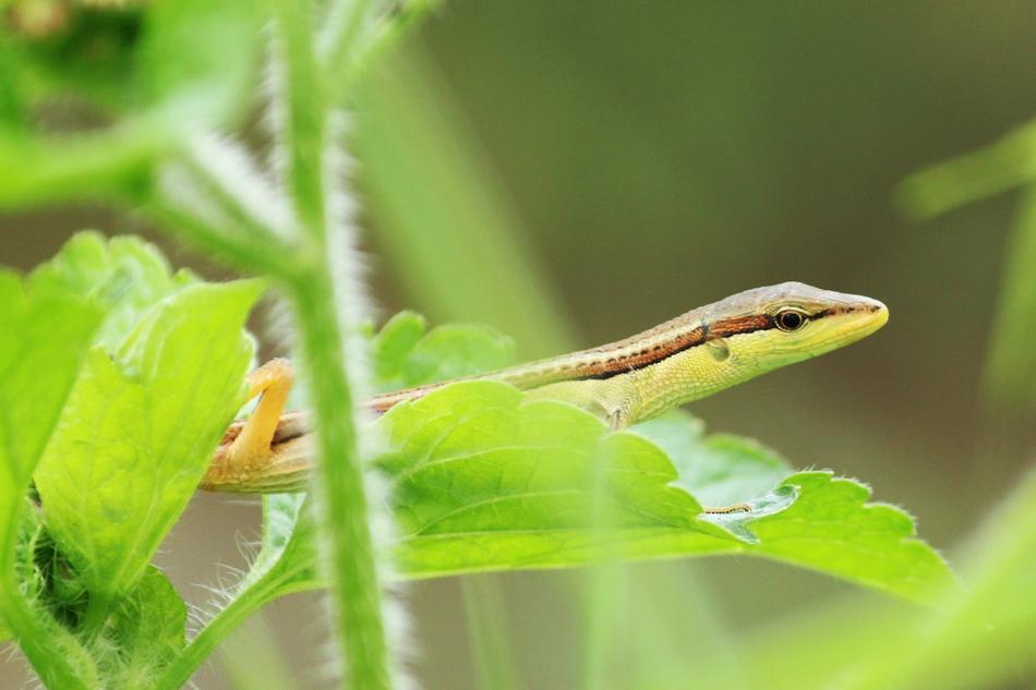 lizard on a green leaf, close-up