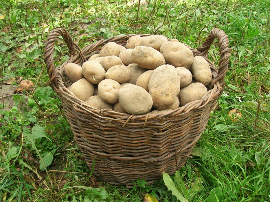 raw Potatoes in large weaved Basket on grass