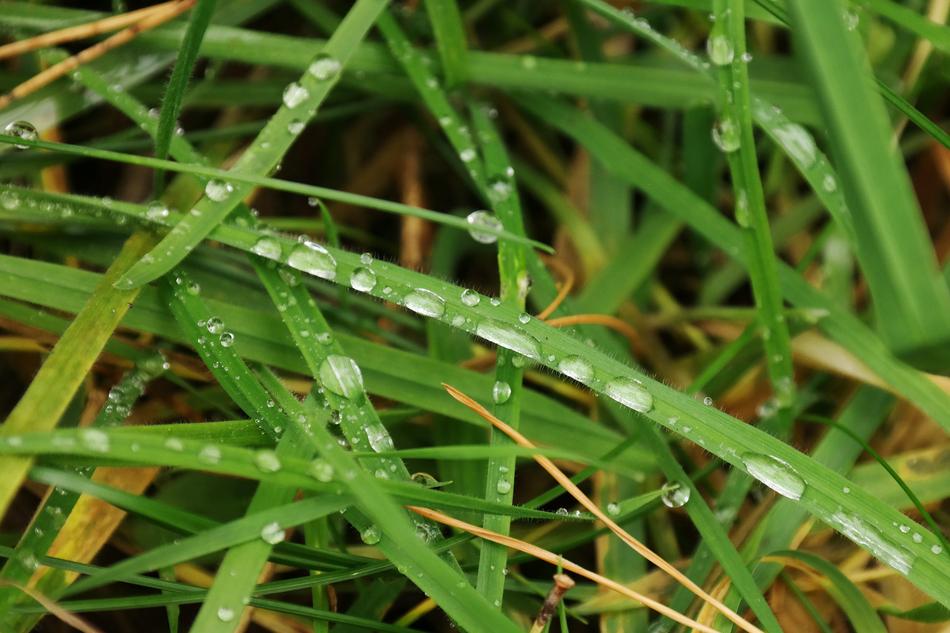 The dew that fell on the grass