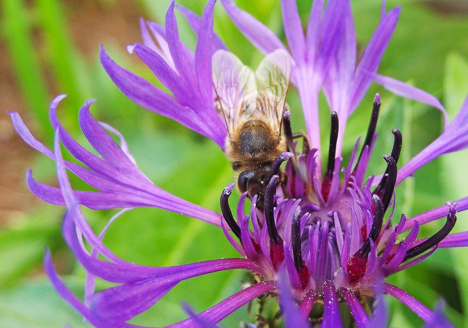 bee on purple flowers in a meadow on a blurred background