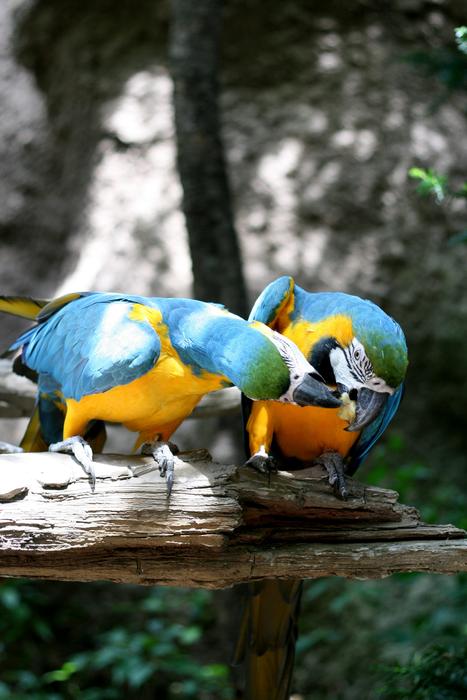 Parrot Everland Couples