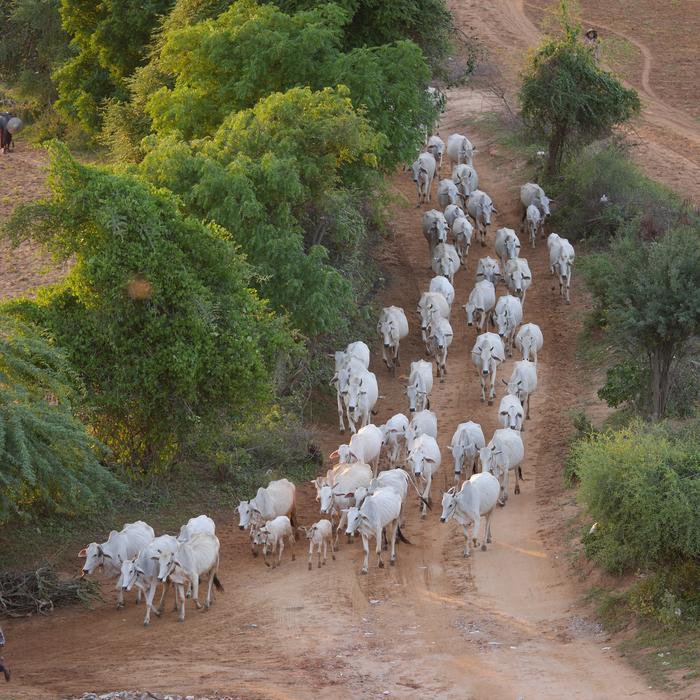 white Cows Herd walking on path in countryside