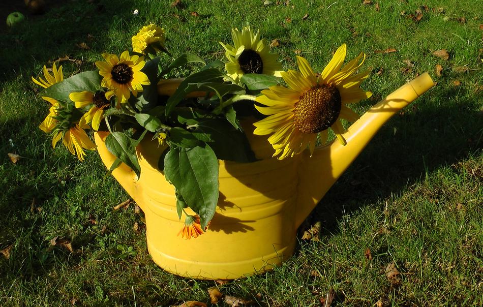 Sunflower Faded Watering Can
