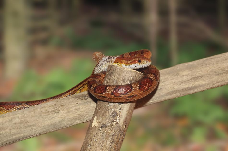 Corn Snake Skinning