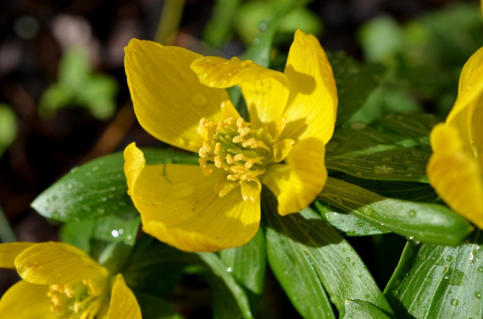 Winterling Spring Macro
