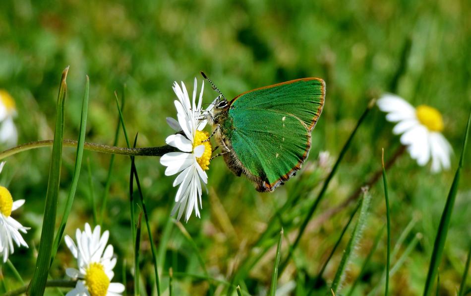 Freshman Butterfly Green