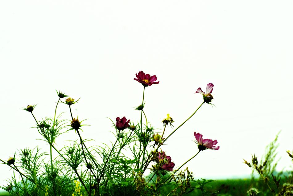 Flowers Contrast Blossomed