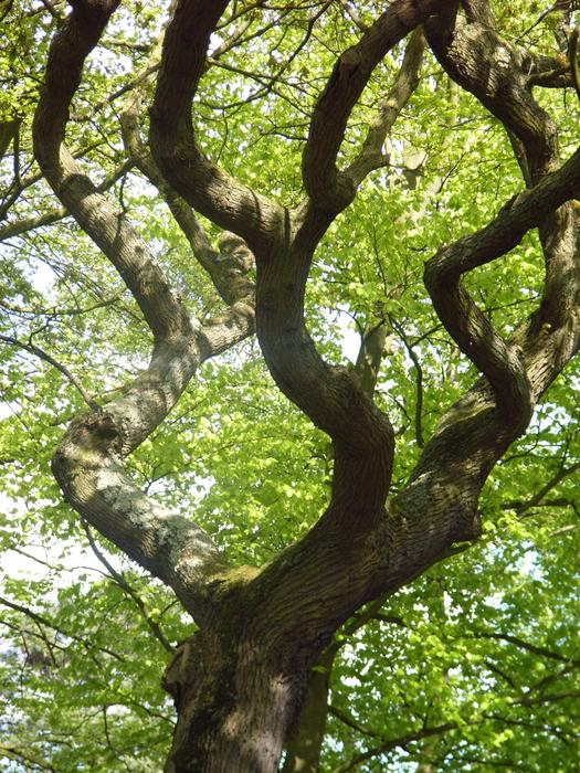 Tree Winding