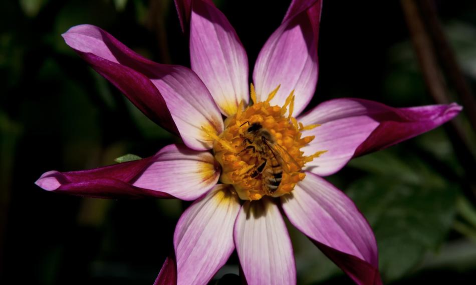 purple pink star dahlia