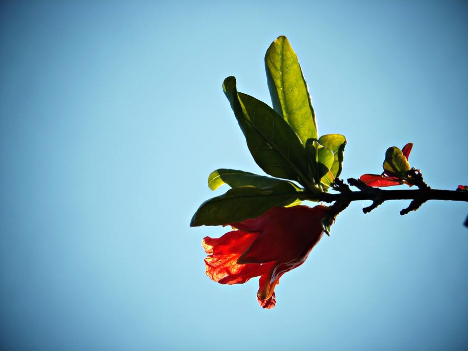 red Granada Flower
