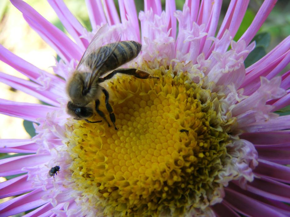 bee on a purple flower on a blurred background