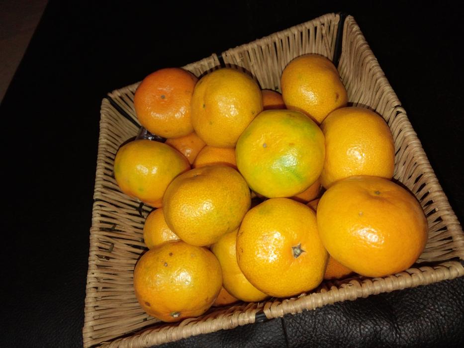 Tangerine Joe Saenggyul